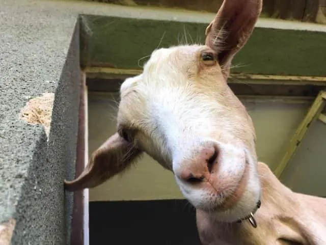 Farma Dolik Havlíčkŭv Brod